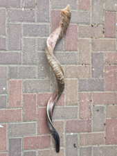 Kudu Yemenite Shofar Horn Kosher Half Natural From Israel XXLarge 51" 130cm 