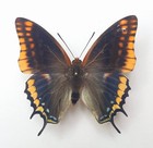 Charaxes Jasius  n°41  round shape (male)  (mounted) 1 piece