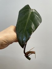 Royal Queen / Black Majesty Philodendron Plant cutting Rare aroid #6