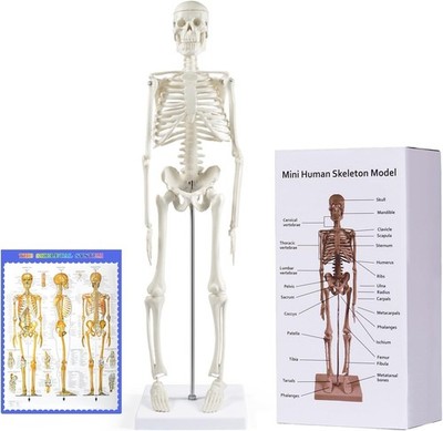Portable 17 Inch Anatomical Skeleton Model with Movable Joints for Learning