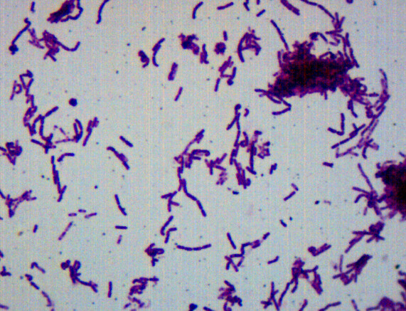 Bacillus Bacteria Slide Bacteria On Slide Under Microscope Constitute