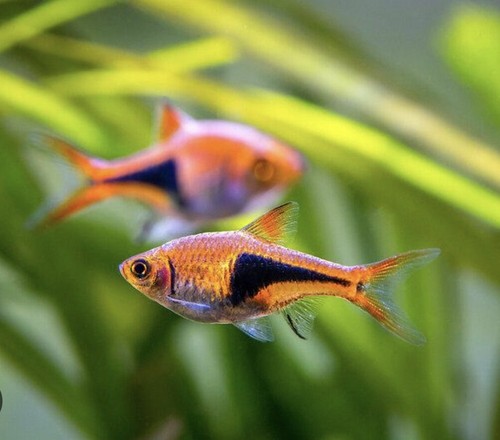 Harlequin Rasbora Pack Of 8