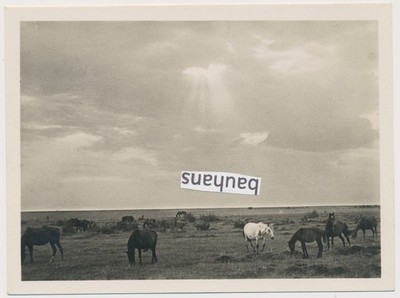 Foto Russlandfeldzug russische Steppe am Dnepr (3558n)