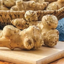stampede Jerusalem artichoke sunchoke tubers organic grow seeds 2 lb.