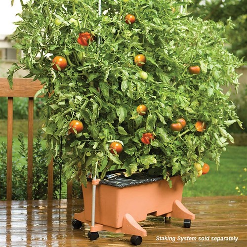 Novelty (#80105) EarthBox Garden Kit - Terra Cotta (Pack of 2) - Picture 7 of 9