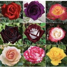 Hybrid Rose Seeds Mixed Color Flower Rose 500 Seeds