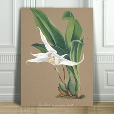 VINTAGE ORCHID ART - White Flower - CANVAS ART PRINT POSTER - 18x12"