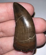 GEM TYRANNOSAURUS REX TREX Fossil Dinosaur Tooth 1.71 Inches