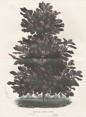 Quercus Robur Nigra Blume botany flower Botanik van Houtte Lithograph