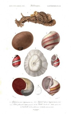 Aplysia puncta snails Schnecken Muscheln shell engraving Stahlstich Orbigny 1849