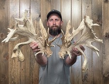 Dark Monster Palmated 322 Whitetail Shed 54pt Antler Horn Deer Mount Taxidermy