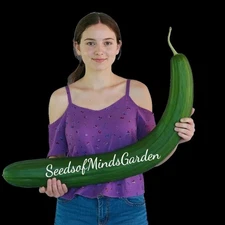 Metki Dark Green Armenian Cucumber Seeds – Heirloom Snake Melon, Sweet Crisp