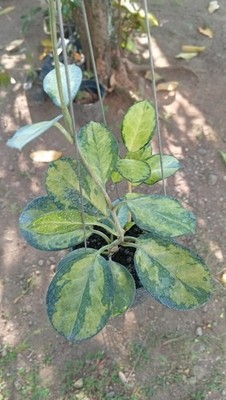 Real Picture Hoya Australis Lisa Peacock Feathers Variegated Rare Wax Plant