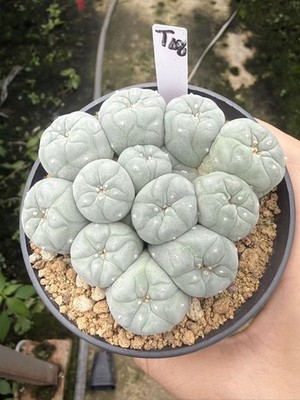 Astrophytum aztekium LF Forme cactus Multi heads LF seedgrowth WYSIWYG T48
