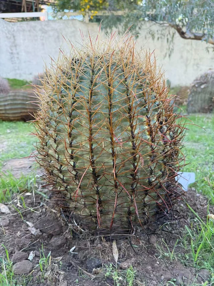 15-летний редкий 41 см гигантский розовый ферокактус с голыми корнями живой коллекционный класс - Изображение 2 из 4