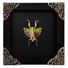 Real Flower Mantis Bugs In Frame Oddities Taxidermy Insect Decor Framed Beetles