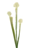 artplants Kunstpflanze Sukkulente Sarracenia Simana, Weiß-GrüN, 65Cm