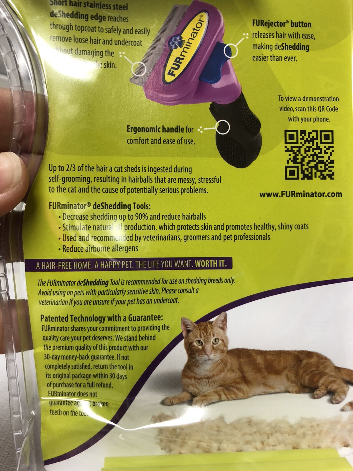 british shorthair furminator