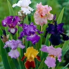 Lot De 5 Rhizomes D’iris fleurs iris barbus Iris Sibérie Iris japonais Jardins