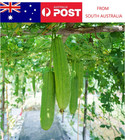 30x Seeds LUFFA SUMMER SWEET SPONGE GOURD vegetable LOOFAH lufa loofa ASIA 丝瓜