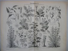 Planche Botanique (2) , Vieux Papier, Estampe, gravure, Imprimerie, DECO.