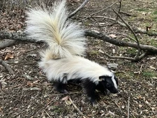 Life Size Skunk Standing ~ Taxidermy