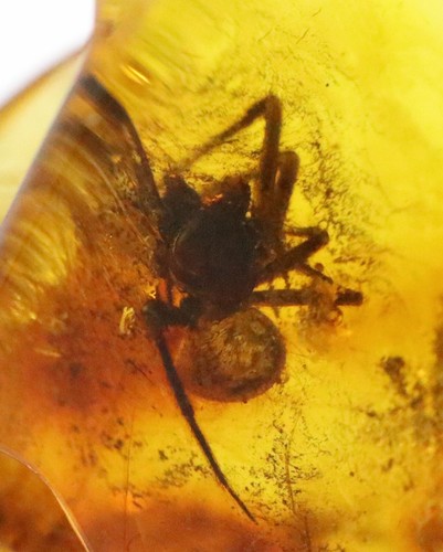Baltic Amber with Spider Insect | Fossil Inclusion in Genuine Certified Amber