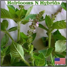 1,000 Bulk Tulsi Holy Basil Seeds Fresh 2025 Heirloom Culinary Sacred Scent Herb