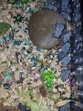 4 Blue Death Feigning Beetle , excellent pet,beginners, docile, easy to handle