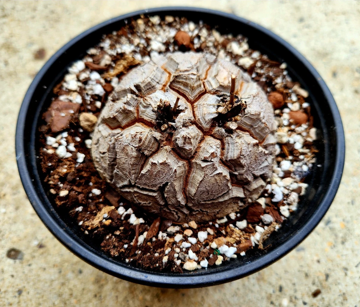 Dioscorea for sale | eBay