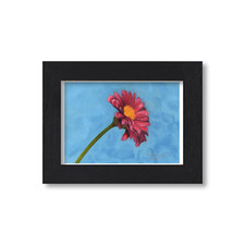 Pink Daisy Still Life - Giclee Artwork Print - Unframed or Framed