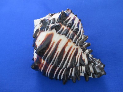 BIack Murex Hexaplex radix sea shell,128mm length = 5. inch -Nature ...