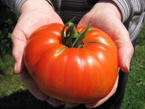 GOLIATH HYBRID TOMATO SEEDS ****BULK 300 COUNT PKT**** 1 POUNDERS * BRIGHT RED  - Picture 1 of 1