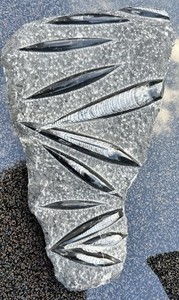 Orthoceras Polished Devonian Fossils Nautiloids 16.5” X 10” X 2.5”