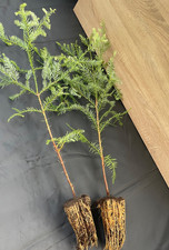 4 St. Küstenmammutbaum 40-60cm Spross m. durchwurzeltem Topfballen