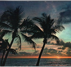 1962 Coconut Palm Sunrise Silhouettes Florida Beach Horizon VTG Postcard Posted