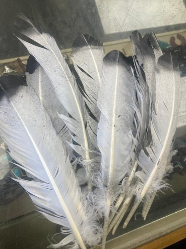 12 Large 10-12" Imitation Eagle Feathers #1 Grade Black Tip for Crafts & Artwork - Picture 4 of 4
