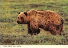 Toklat Grizzly Bear Alaska Continental Size Postcard 4" by 6"