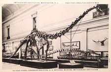 1942 Picture Postcard~70 Ft. Dinosaur Skelton~Smithsonian~Washington DC. #-3255