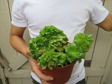 Aeonium Cristata Crest Succulent