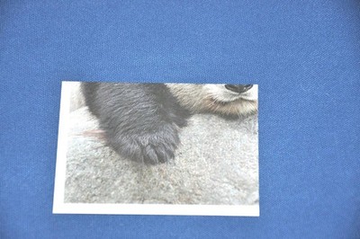 REWE - UNSER DEUTSCHLAND - 176 Pandabär Sticker