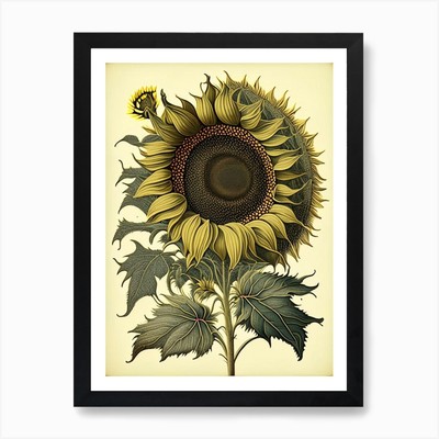 Sonnenblume Wildblume Vintage Botani gerahmtes Wandbild Poster Leinwanddruck Bild