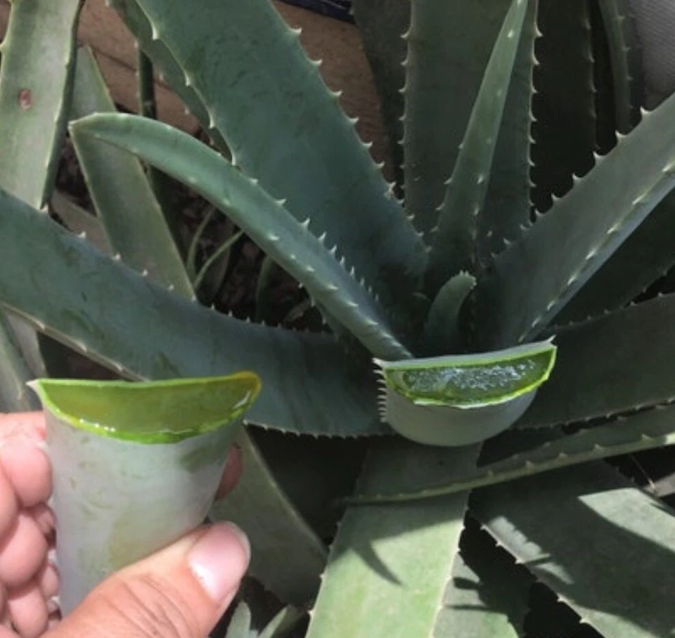 Aloe Vera Leaf 4 Ounces Cutting Medicinal - Image 2 of 4