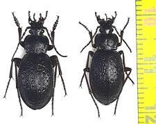 Carabidae, Carabus (Morphocarabus) mestscherjakovi shaman pair A1,  S. Siberia