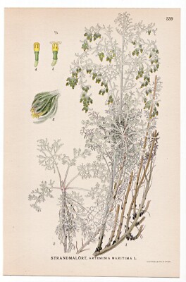 1926 Lindman Botanical Flower Print, Sea Wormwood, Old Woman, Artemisia maritima