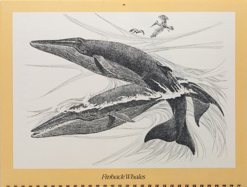 Gentle Giants of the Sea 1979 Whale Calendar, beautiful artwork, spiral bound - Picture 6 of 15