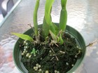 Encyclia GARCIANA Flowering Species Orchid Plant NICE SCENT RARE — photo 2