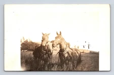 RPPC Two Handsome Horses Rigged for Buggy Real Photo Postcard