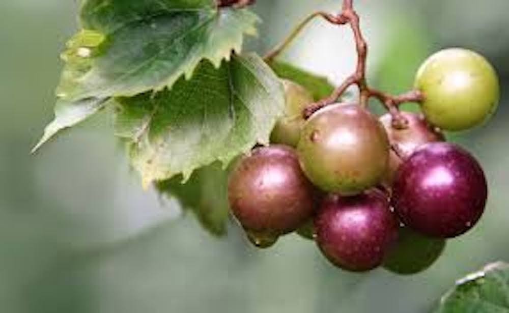1 'Delicious' Muscadine Grape Vine Vitis Rotundifolia Live Starter Plant