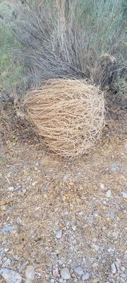 lucky new crop Tumbleweed  Tumbleweeds Northern NEVADA 17  -  20 